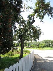 Malus prunifolia