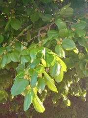 Sarcomphalus joazeiro