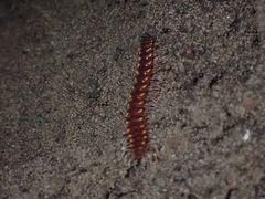 Nearctodesmidae