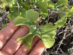 Ibervillea sonorae