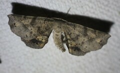 Parepisparis excusata