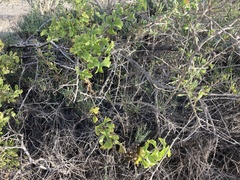 Ibervillea sonorae