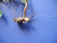 Eupatorium maritimum