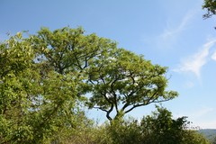 Pterocarpus angolensis