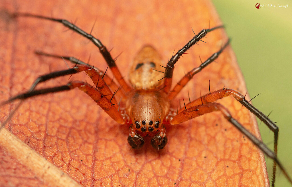 Hermit Spiders