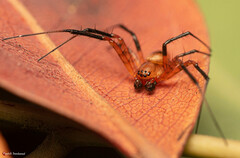 Nephilingis cruentata