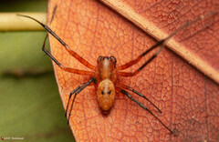 Nephilingis cruentata