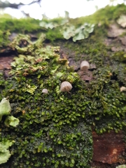 Mycena meliigena
