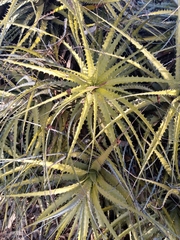 Encholirium spectabile