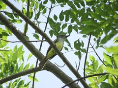 Myiarchus