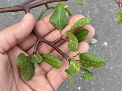 Bursera epinnata