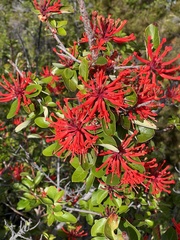 Embothrium coccineum