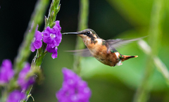 Chaetocercus heliodor