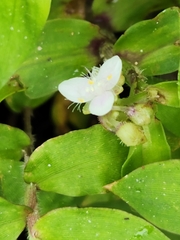 Tripogandra serrulata