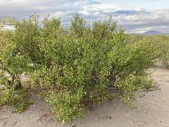 Bursera epinnata