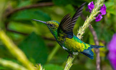 Chlorostilbon gibsoni