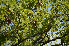 Pterocarpus angolensis