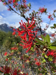 Embothrium coccineum