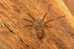 Loxosceles simillima