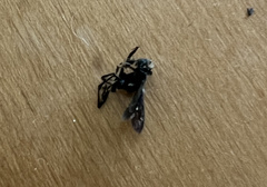 Aculeata