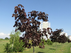 Acer platanoides