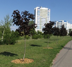 Acer platanoides