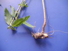Eupatorium maritimum