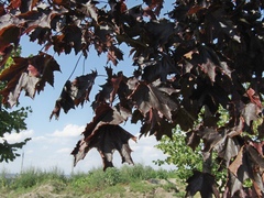 Acer platanoides