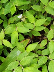 Tripogandra serrulata