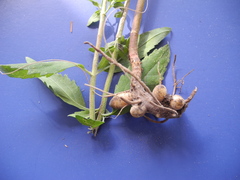 Eupatorium maritimum