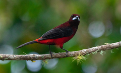 Ramphocelus dimidiatus