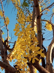 Cassia fistula