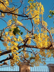 Cassia fistula