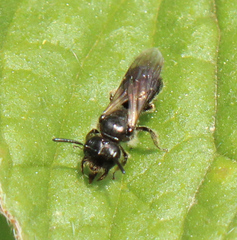 Panurginus