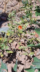 Sphaeralcea miniata