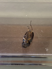 Harpalus pensylvanicus