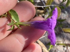 Ruellia californica