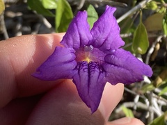 Ruellia californica