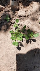 Pitraea cuneato-ovata