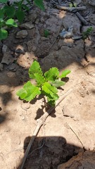 Pitraea cuneato-ovata