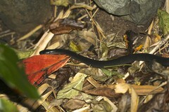 Cryptophis nigrescens