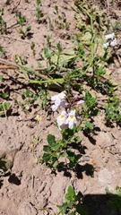 Pitraea cuneato-ovata