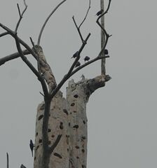 Scissirostrum dubium