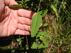 Eupatorium maritimum