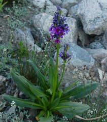 Primula parryi