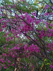 Bougainvillea
