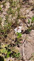 Pitraea cuneato-ovata