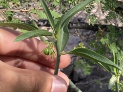 Ditaxis brandegeei