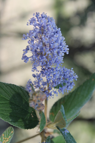 Ceanothus caeruleus