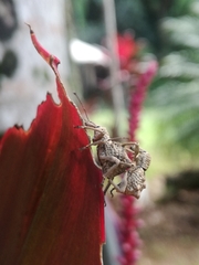 Leptopius tetraphysodes